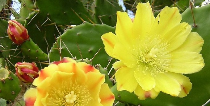 户外植物仙人掌