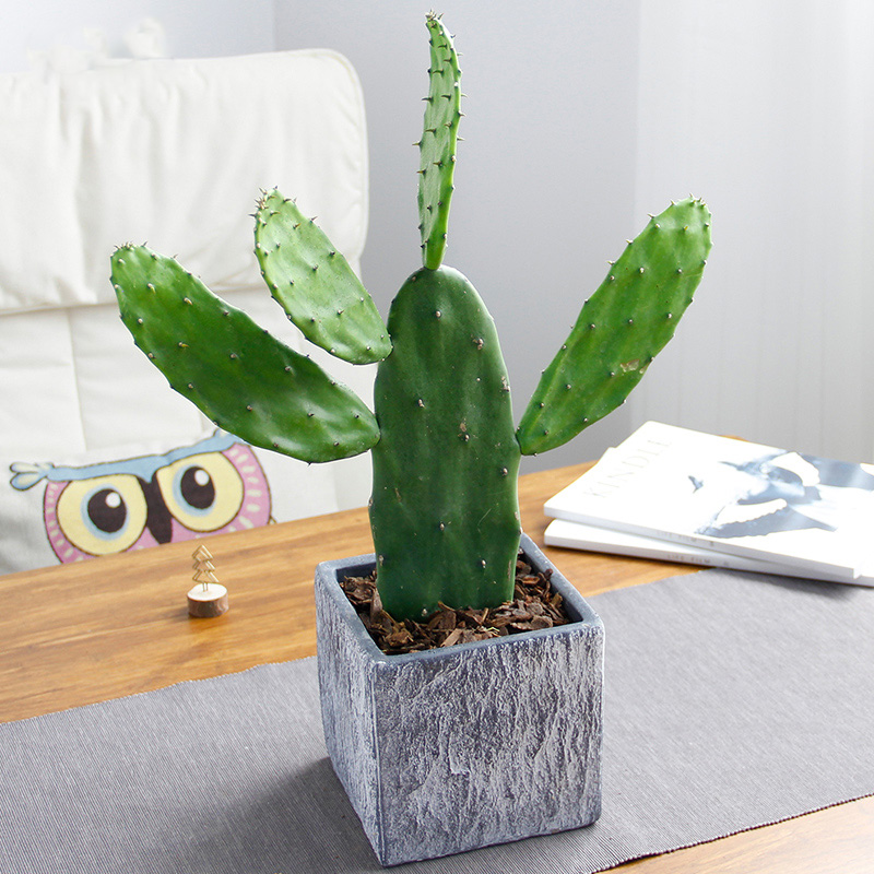 户外植物仙人掌
